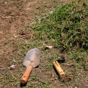 A professional garden maintenance service