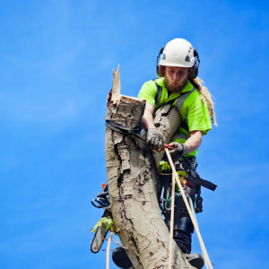 Eight Signs You've Found a Reliable Tree Feller
