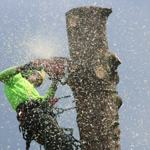 Hiring a tree feller