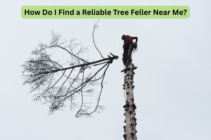 How Do I Find a Reliable Tree Feller Near Me