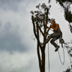 How Much Does Tree Removal Cost in Centurion