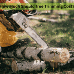 How Much Should Tree Trimming Cost
