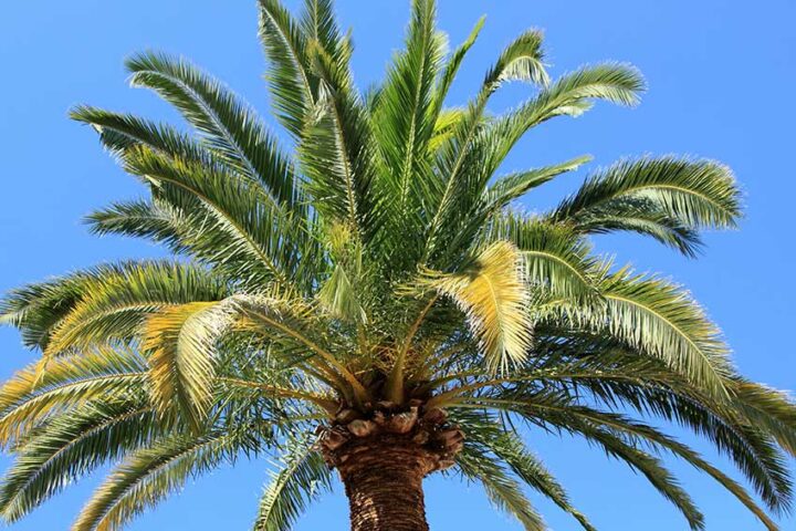 Learn-how-to-trim-a-palm-tree-to-make-it-stronger-and-healthier