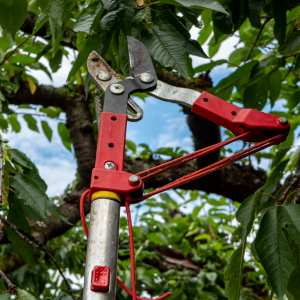Seasonal Garden Cleanups