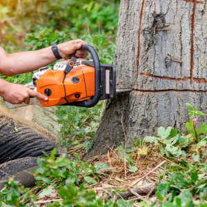 The Biggest Lesson I've Learned About Tree Trimming Costs