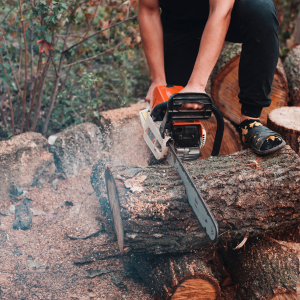 Trunk Cutting and Log Removal