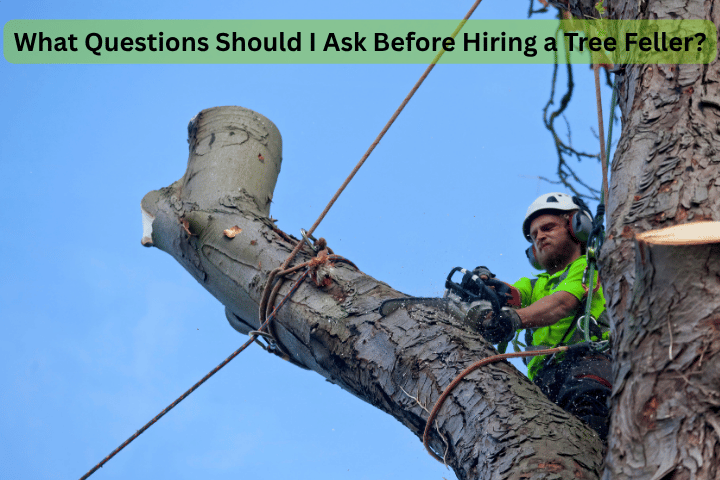What Questions Should I Ask Before Hiring a Tree Feller