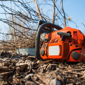 What Should Tree Trimming Cost in South Africa