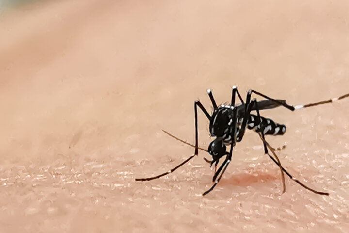 What-would-happen-if-all-the-mosquitoes-in-the-world-disappeared