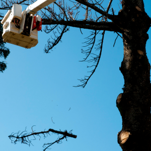 tree feller near me - Centurion